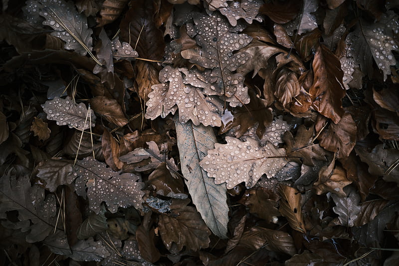 brown dried leaves on ground, HD wallpaper