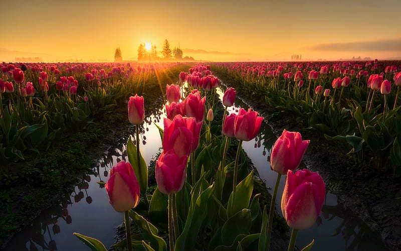 pink tulips, sunset, flower field, field with tulips, beautiful flowers, tulips, spring, HD wallpaper