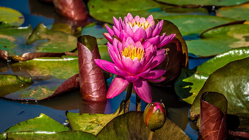 Lotuses, flower, lotus, green, pink, water lily, HD wallpaper