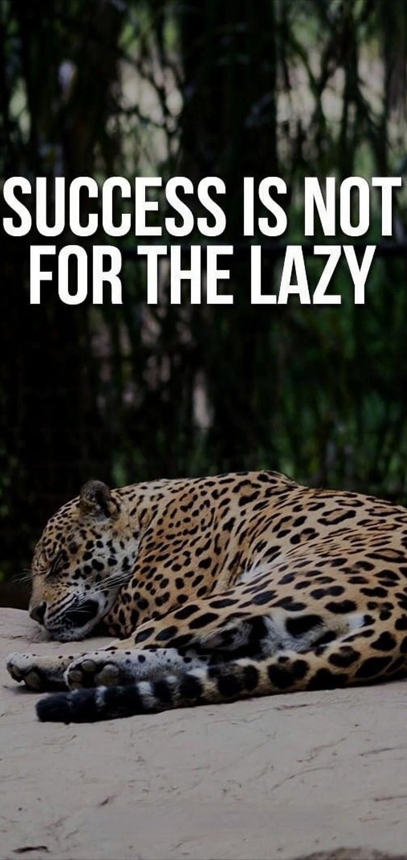 Motivation quotes , animals, jaguar, leopard, motivational, sayngs, HD phone wallpaper