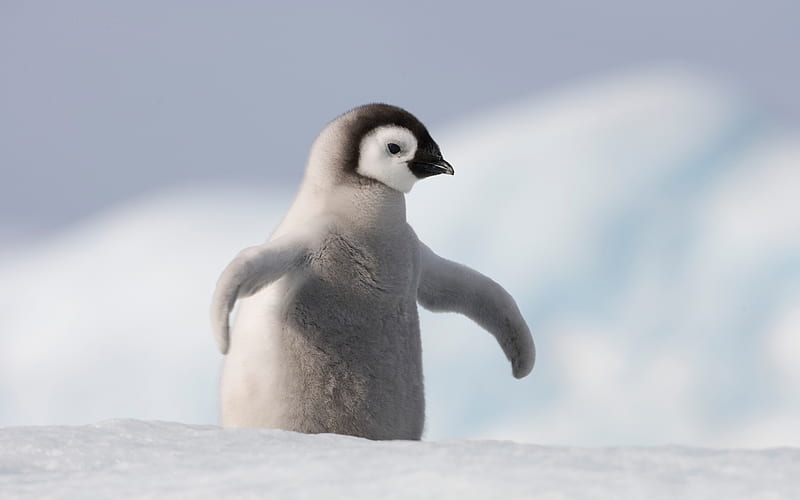 Baby Penguin, cute, penguin, birds, bonito, baby, animals, HD wallpaper