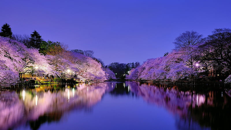 Colorful Spring Cherry Blossom Trees With Lights Reflection On River During Evening Time Nature, HD wallpaper
