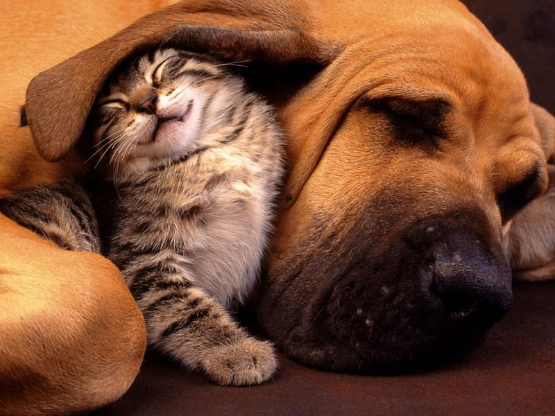 Momentos tiernos, amor, gatos, animales, perros, amigos, Fondo de pantalla  HD | Peakpx