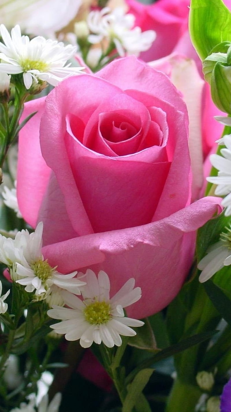 Beautiful rose, love, HD phone wallpaper