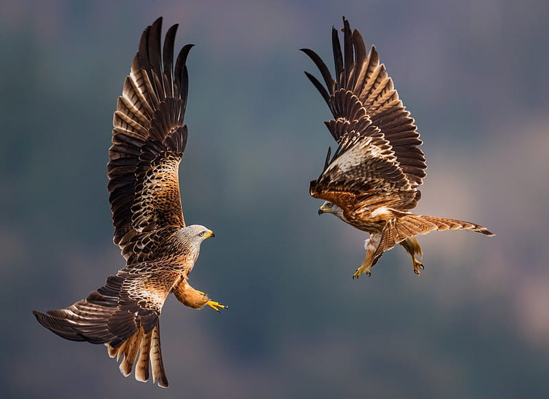 Nature, national geographic, sky, bird, falcon, animal, wings, fight, HD  wallpaper | Peakpx