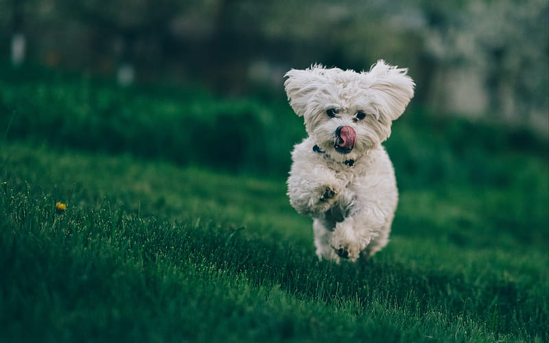 Bichon Frise, lawn, bokeh, running dog, pets, dogs, white dog, cute animals, Bichon Frise Dog, HD wallpaper