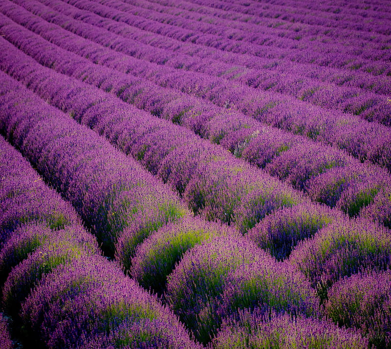 lavender, HD wallpaper lavender, HD wallpaper