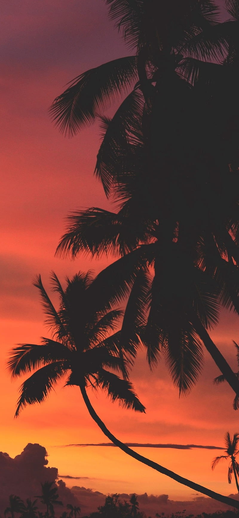Tree, beach, palm, trees, HD phone wallpaper | Peakpx