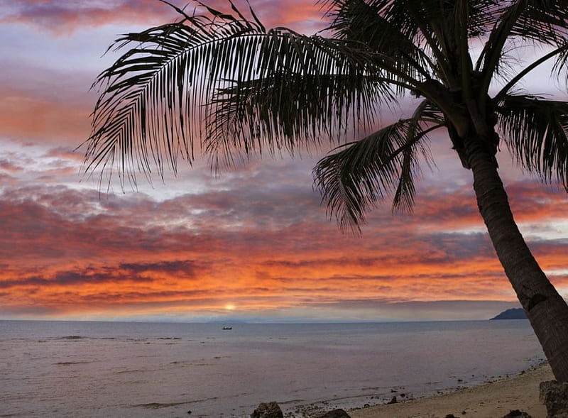 Palm tree at sunset Bohol island, beach, Bohol island, sunset, clouds, sea, palm tree, HD wallpaper