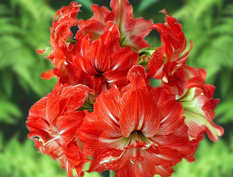 Amaryllis Flowers, red, garden, flowers, amaryllis, HD wallpaper