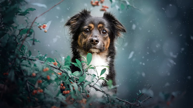 Black White Brown Dog In Snow Falling Background Dog, HD wallpaper