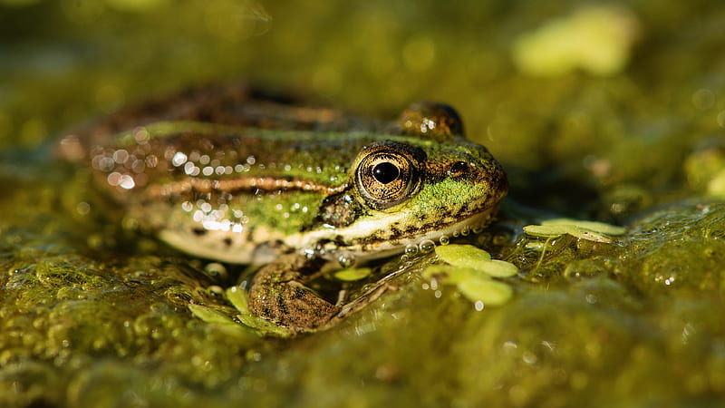 Frogs, Frog, Close-Up, Water, HD wallpaper