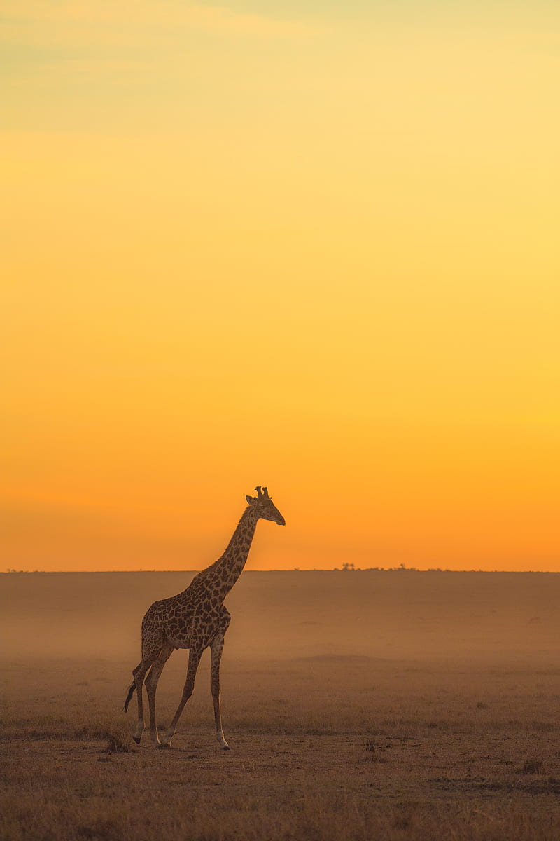 giraffe standing on brown sand during sunset, HD phone wallpaper