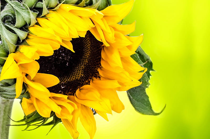 Hermoso girasol brillante !, brillante, flores, naturaleza, girasol, Fondo  de pantalla HD | Peakpx