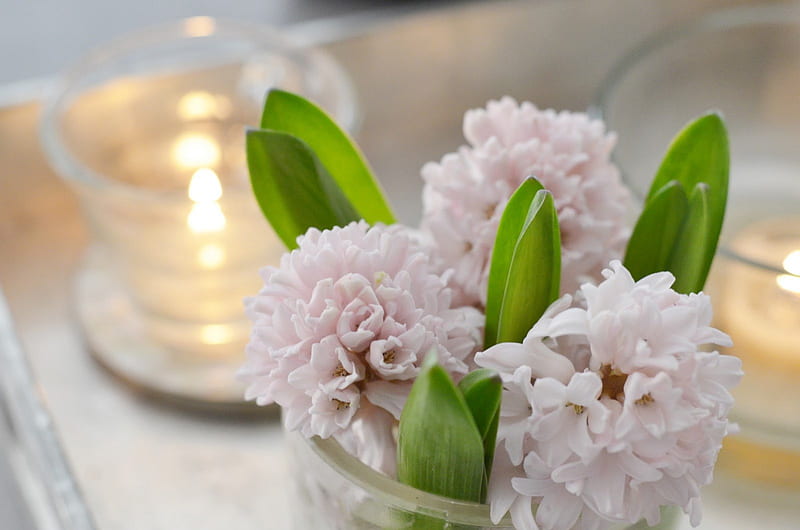 Pale pink evening, perfume, candle, hyacinths, amazing, green, pale pink, flowers, nature, HD wallpaper