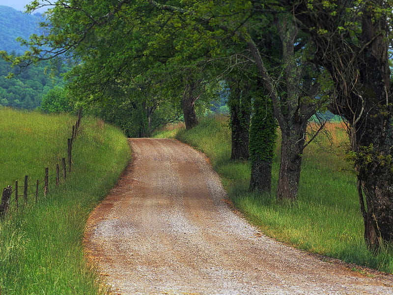 El camino de la vida, camino, árbol, naturaleza, hierba, Fondo de pantalla  HD | Peakpx