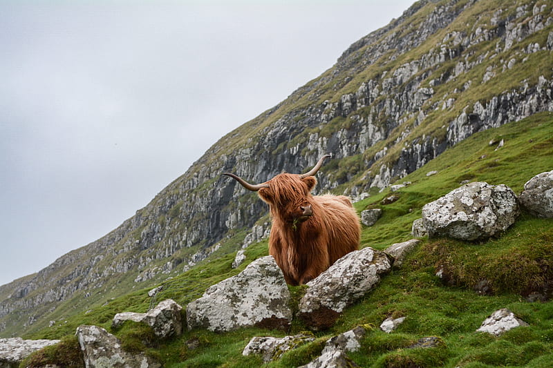 brown ox on mountain, HD wallpaper