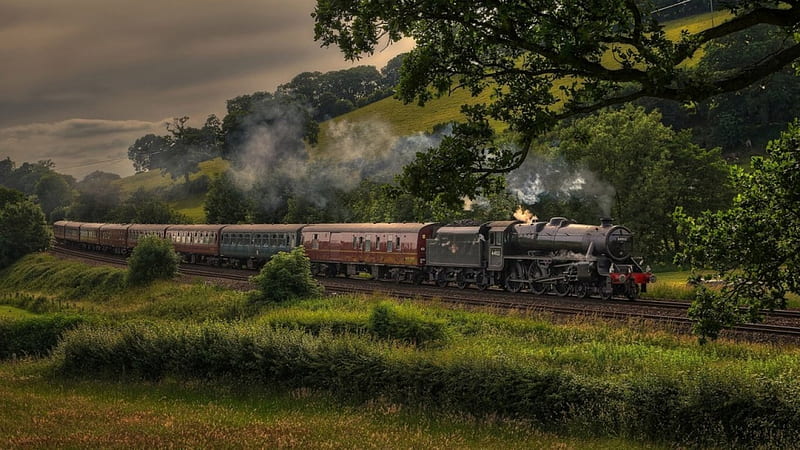 Steam Train, nature, forests, bonito, train, HD wallpaper