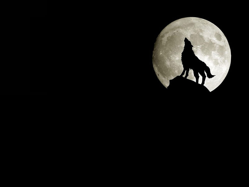 Wolf, lune, noir, loup, HD wallpaper