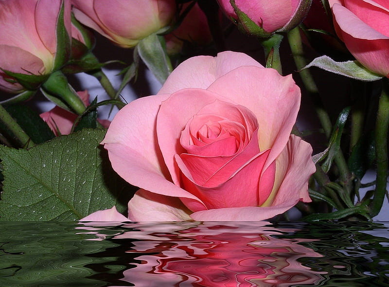 A Rose Fallen in the Water, red, bonito, lovingly, fallen, blossom, nice, green, flowers, beauty, mirror, celebrated, pink, amazing, romance, homenage, decoration, roses, delicacy, water, cool, heart, plants, awesome, garden, nature, reflected, reflections, ornament, HD wallpaper