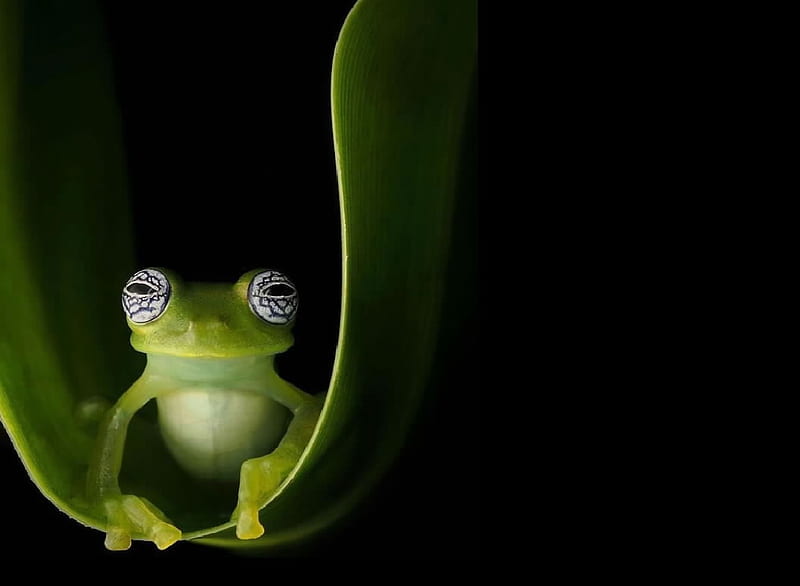 Green Frog, Herpetology, animals, green, Frogs, HD wallpaper