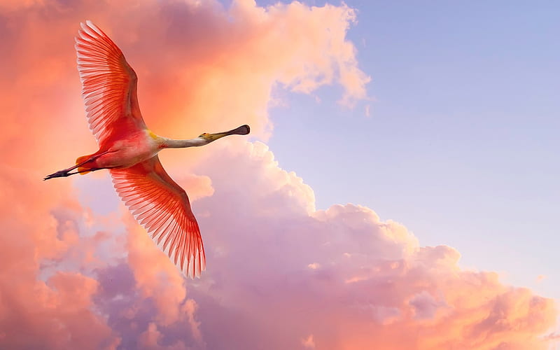 Pink Pelicans, pelican, birds, pink, sky, wings, flying, HD wallpaper
