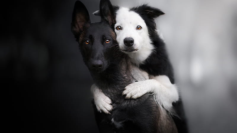 White Black Belgian Shepherd Border Collie Dogs In Blur Background Dog, HD wallpaper