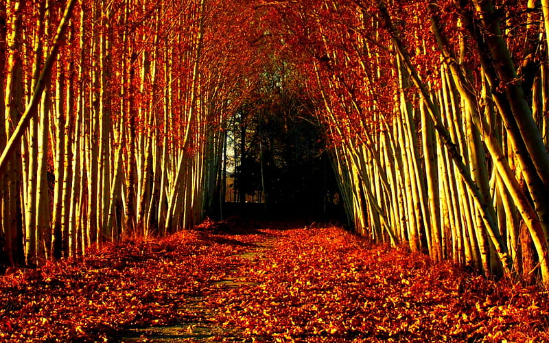 AUTUMN SYMPHONY, path, forest, autumn, tunnel, HD wallpaper