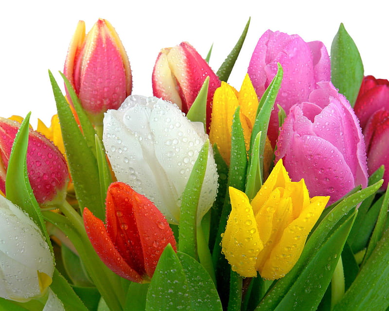 Tulipanes de colores, rojo, gotas de agua, flores, amarillo, belleza,  tulipanes, Fondo de pantalla HD | Peakpx