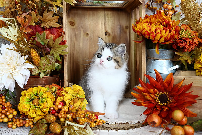 Still life with kitty, fall, autumn, fluffy, kitty, adorable, cat, sweet, cute, still life, pet, flowers, kitten, HD wallpaper