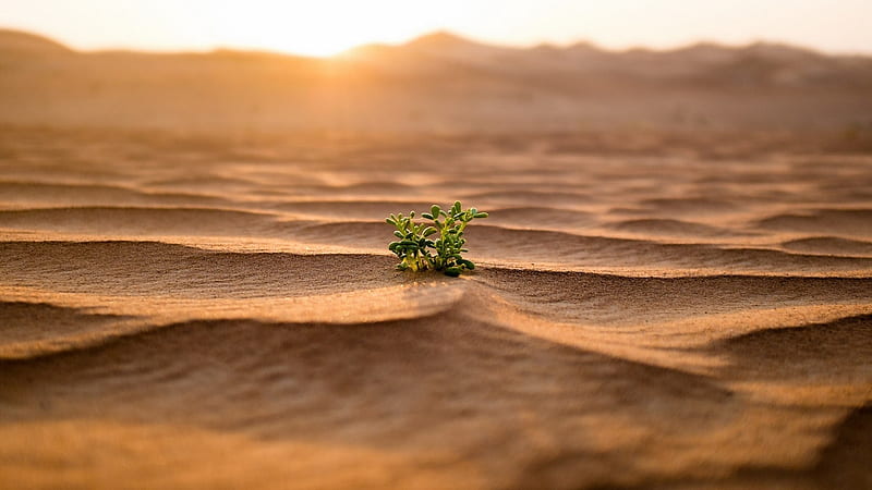 sapling in desert, sapling, sand, desert, ripples, dunes, focus, sunrise, HD wallpaper