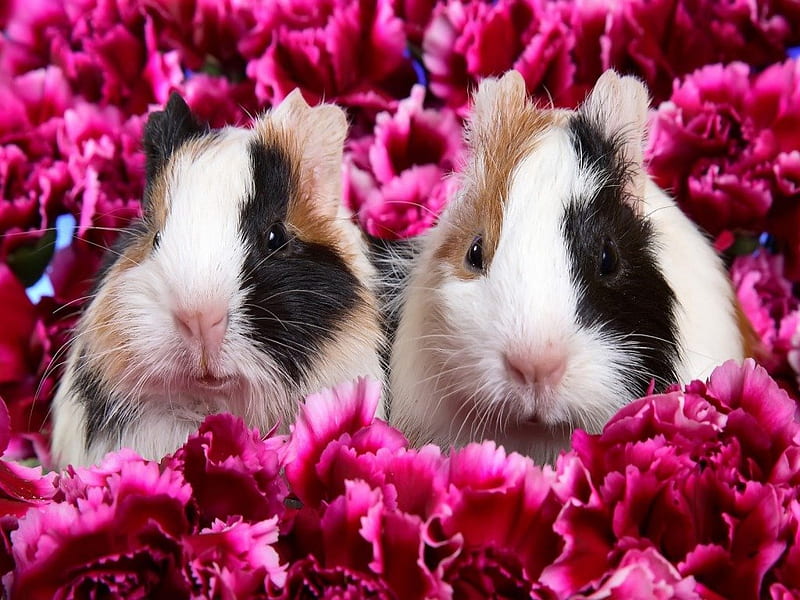 Rabbits and flowers, flower, rabbit, sweet, animal, HD wallpaper | Peakpx