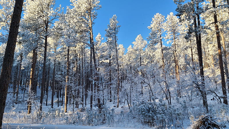 Winter in the Black Hills of South Dakota, forest, snow, trees, usa, sky, HD wallpaper