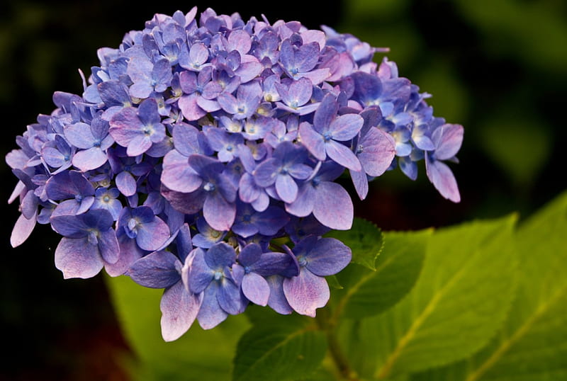 Purple hydrangea, flower, garden, hydrangea, HD wallpaper | Peakpx