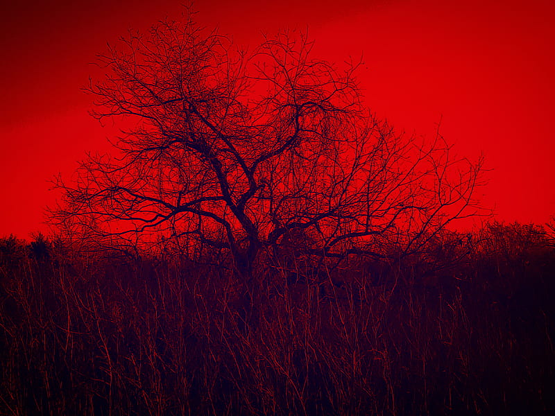 Scary Tree, dark, forest, horror, red, HD wallpaper | Peakpx
