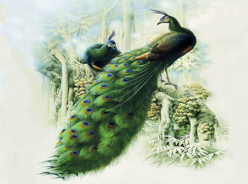 Green peacock, colorful, lovely, eye, peacock, birds, bonito, green, eyes, animals, HD wallpaper