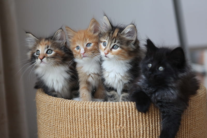 Curious Kittens, cute, orange, tabby, black, Kitten, litter, HD wallpaper