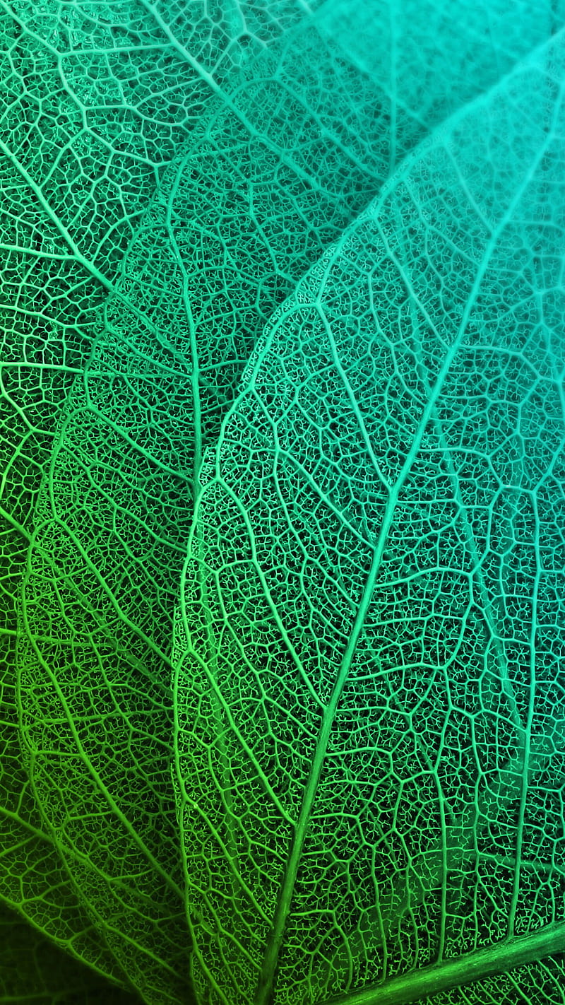 Leaves, close-up, green, macro, nature, pattern, texture, HD phone wallpaper