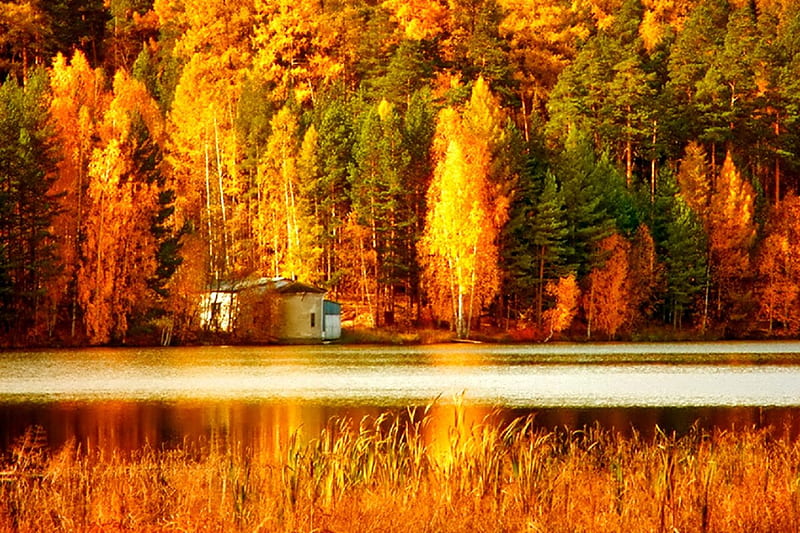 October, fall, pretty, colorful, autumn, glow, falling, shine, bonito ...