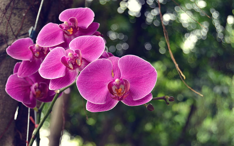 pink orchids, rainforest, beautiful pink flowers, branch of an orchid, HD wallpaper