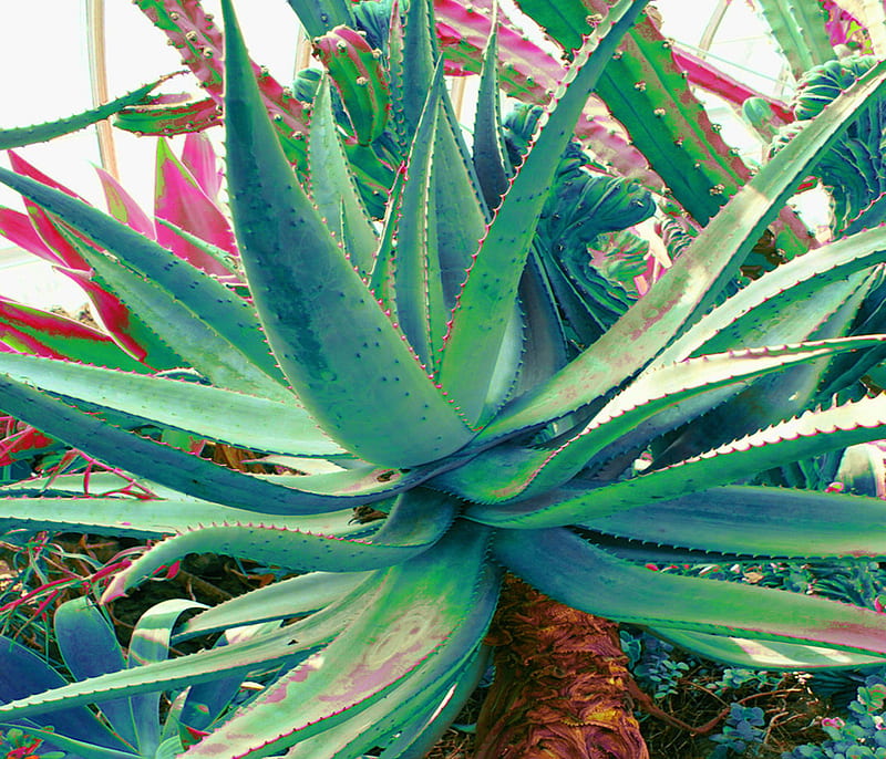 Aloe Vera plant, colorful, desert, aloe vera, succulent, cactus, HD wallpaper