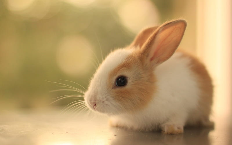 Rabbit, blur, cute animals, HD wallpaper | Peakpx