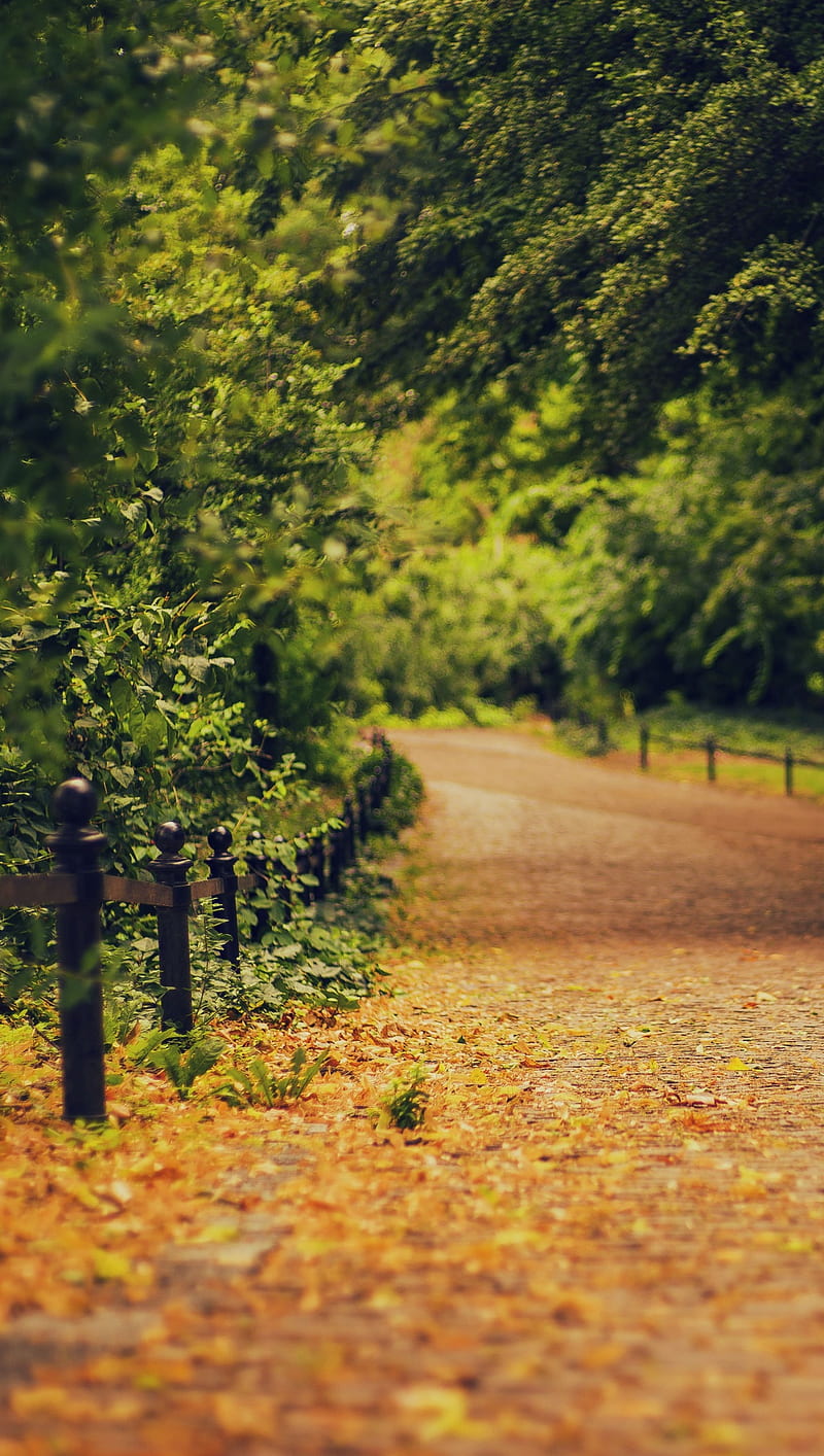 Park, autumn, trees, HD phone wallpaper | Peakpx