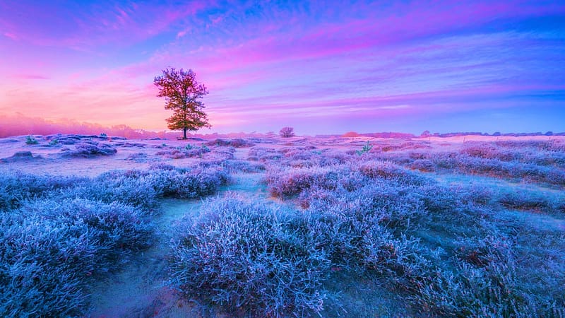 Frosty Field of Heather in the Netherlands, ice, landscape, trees, colors, clouds, sky, sunset, HD wallpaper