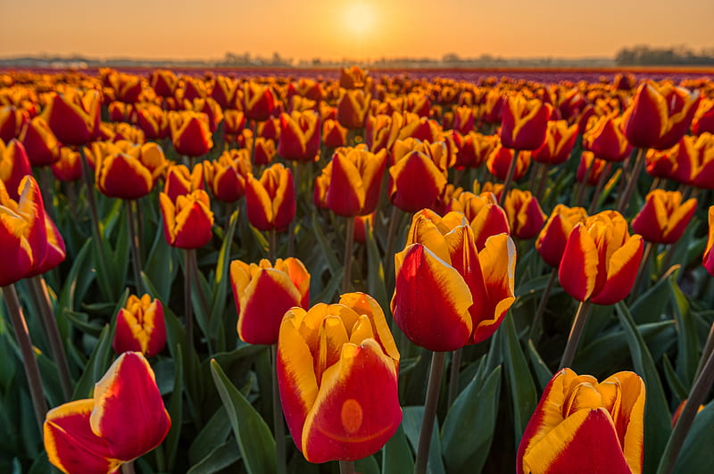 Tulips field, Flowers, Red, Orange, Sunset, Field, HD wallpaper