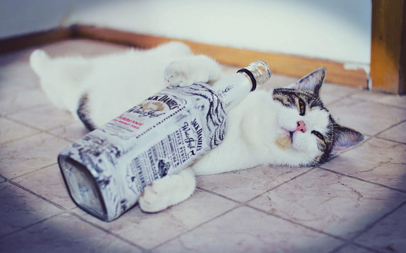 Drunken Cat, Cat, Bottle, Whiskey, Drunk, Jack Daniels, HD wallpaper