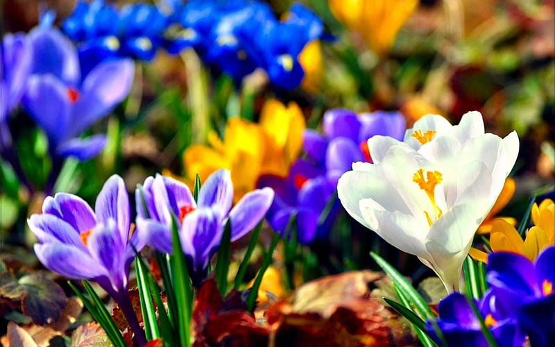Beauty of Crocus, colorful, crocus, flowers, yellow, nature, violet, white, blue, HD wallpaper