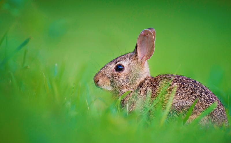 Baby Hare Ultra, Animals, Wild, Nature, Green, Grass, Bunny, Animal, Hidden, environment, Rabbit, wildlife, Hare, fauna, HD wallpaper