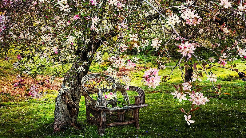 Apple Blossom Shower, spring, garden, blooming, tree, chair, HD wallpaper