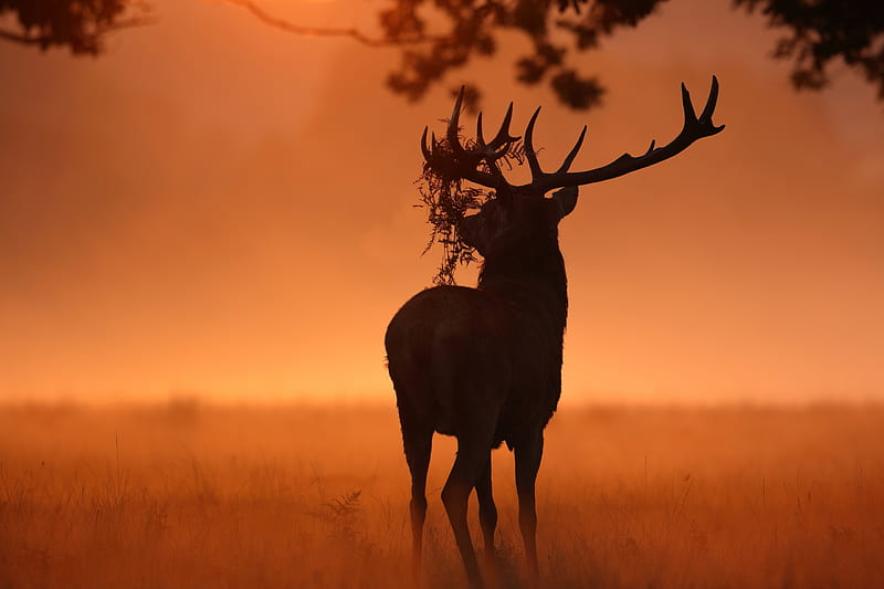 Deer Sunlight Nature, deer, animals, forest, sunset, HD wallpaper